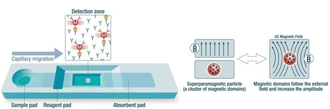 順磁微球免疫層析定量檢測技術(shù)平臺 順磁微球免疫層析定量檢測技術(shù)平臺